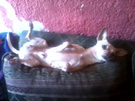 Paco